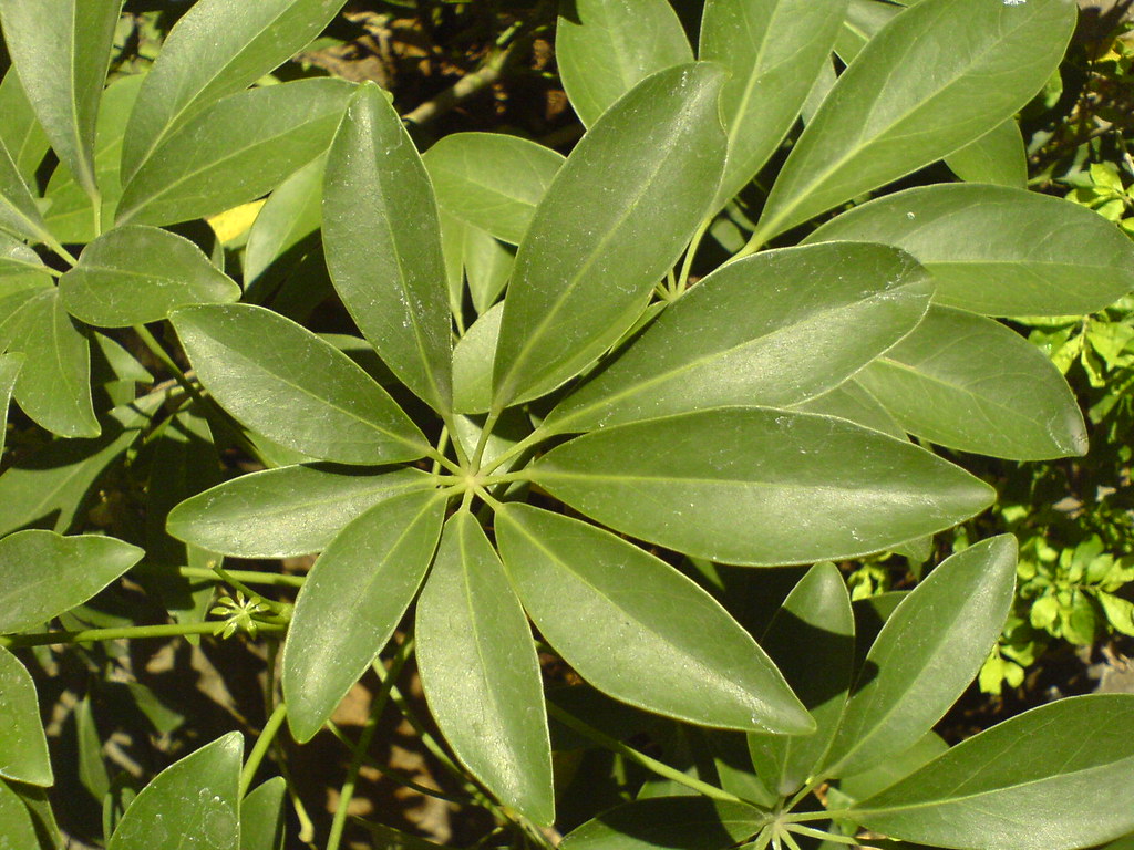 Schefflera arboricola, an easy-care indoor plant